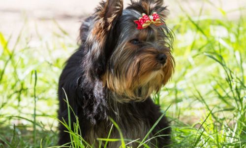 dog walking Mooresville, Huntersville, Troutman, and Cornelius