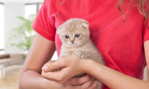 pet sitting Mooresville, Huntersville, Troutman, and Cornelius