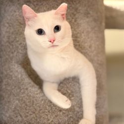 cat-care-redwood-city.jpg