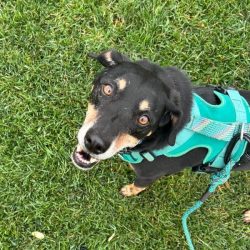 dog-walking-redwood-city.jpg