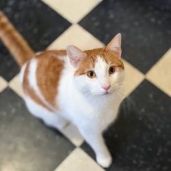 pet-sitting-redwood-city.jpg